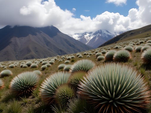 Páramo ecosystem with endemic plants and volcanic landscape
